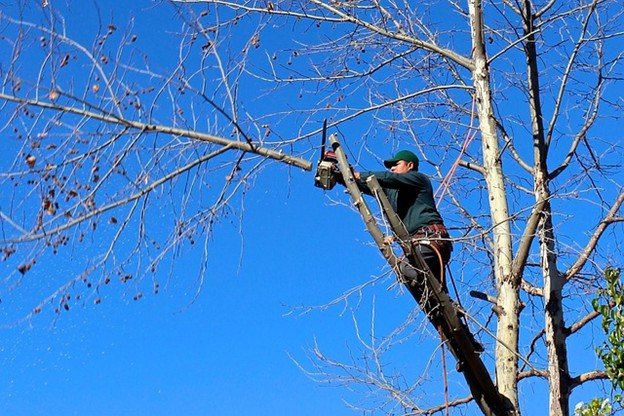 Leaning tree with exposed roots posing safety risk in Stow, OH yard