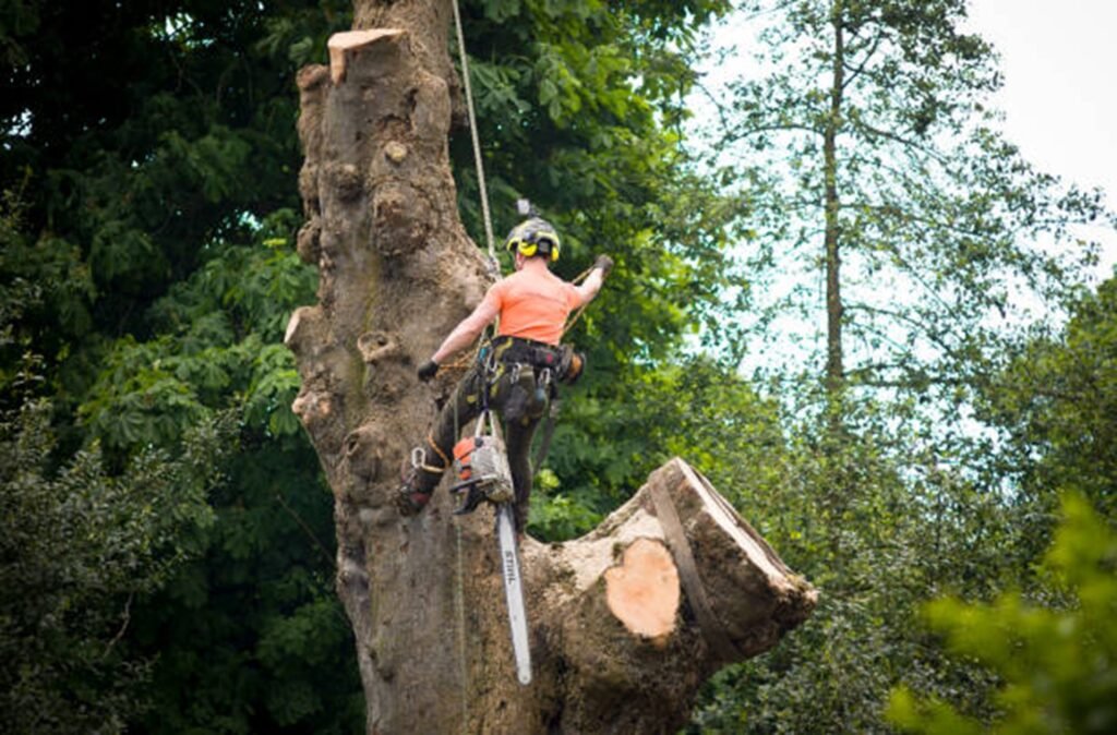 Safe tree removal service removing a large tree near a home in Stow, OH