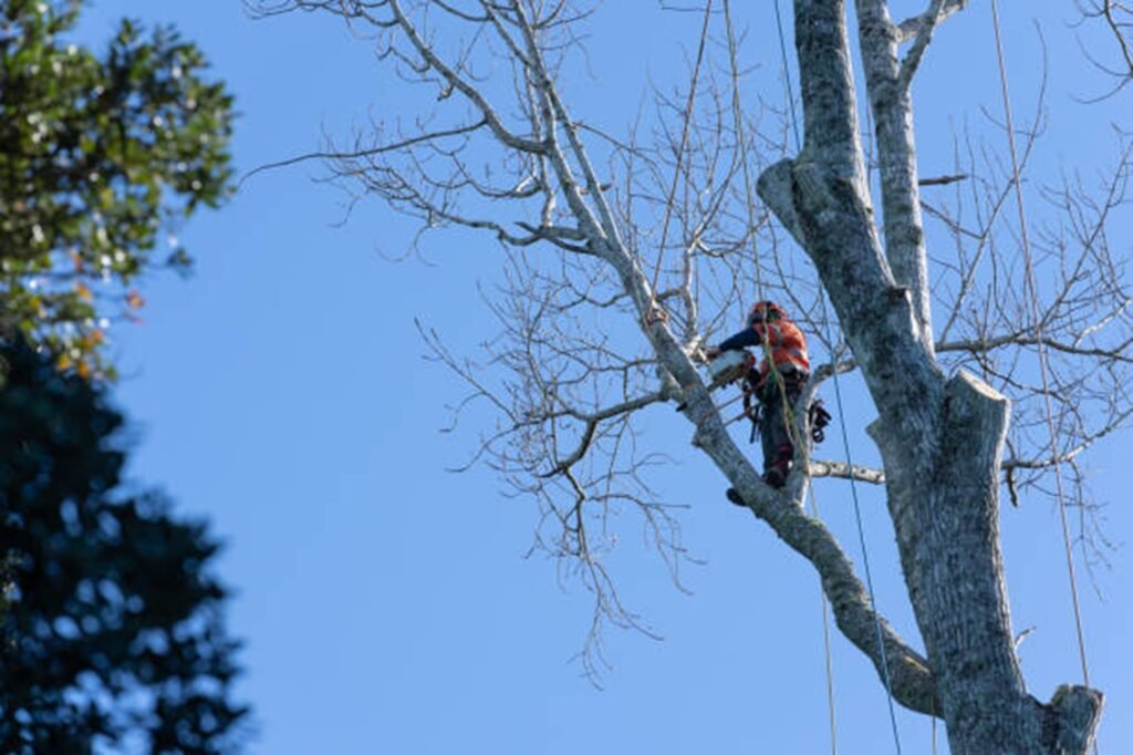 Professional tree removal crew safely cutting down a large tree near a home in Stow, OH