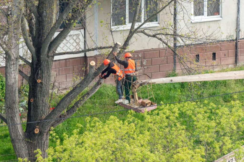 Tree trimming and pruning service improving tree health and safety at a Stow, OH property