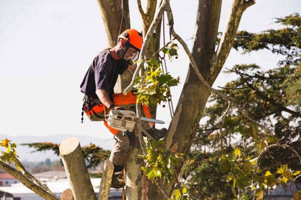Overgrown and hazardous trees creating safety risks at a residential property in Stow, OH